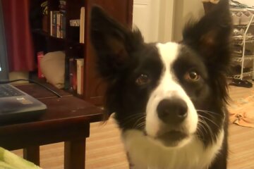Border Collie. Quelle: Youtube Screenshot