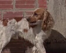 Ehemaliger Vermarkter füttert streunende Hunde in La Paz, um sie im Stich nicht zu lassen