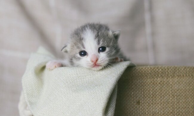 Das kleine Kätzchen konnte sich zum Glück aus der Falle befreien und fand einen guten Freund