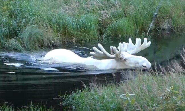 Elch im Teich. Quelle: YouTube Screenshot