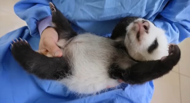 Panda-Baby. Quelle: Youtube Screenshot