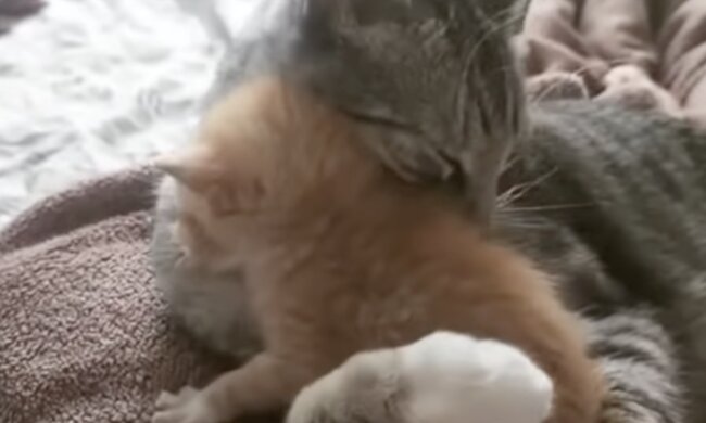 Katze und Kätzchen. Quelle: Screenshot YouTube