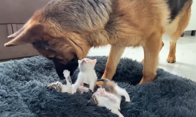 Max mit Babies. Quelle: Youtube Screenshot