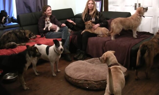 Eine Familie, die Hunde sehr liebt. Quelle: Youtube Screenshot