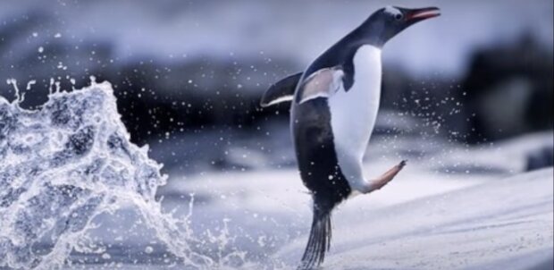 Pinguin. Quelle: Screenshot YouTube