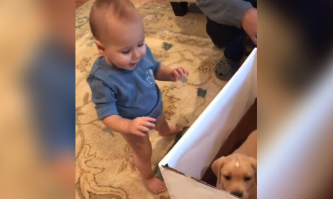 Ein Kleinkind öffnet ein Geburtstagsgeschenk mit einem Hundewelpen: Seine Reaktion bringt das Herz zum Schmelzen