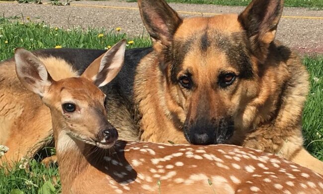 Ein guter Erzieher: die Geschichte eines Schäferhundes, der einen Hirsch aufzog