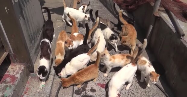 Eine enorme Aufgabe: Vier alte Damen konnten mehr als 10 000 streunende Katzen beherbergen