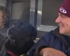 Einfallsreicher Hund fährt drei Haltestellen allein mit dem Bus, um in seinem Lieblingspark spazieren zu gehen