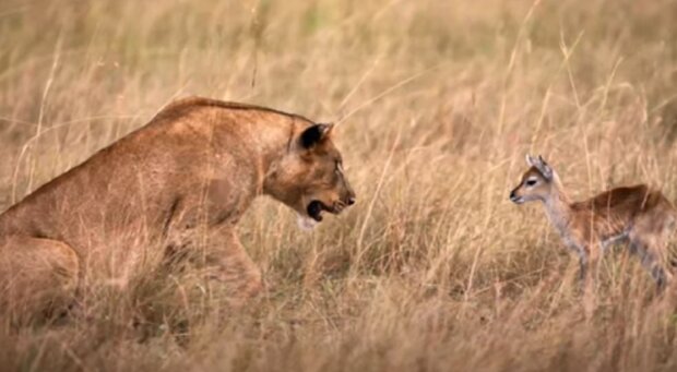 Die Löwin verlor ihre Babys, aber konnte ihren Kummer überwinden, indem sie eine kleine Antilope beschützte