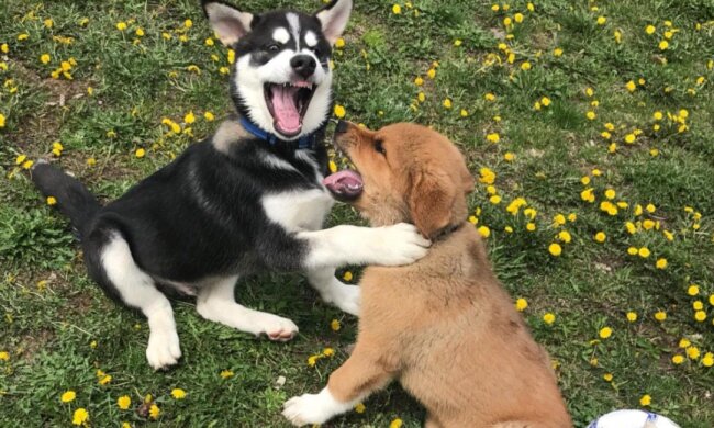 Tiere sind schon seit Kindheit Freunde und schätzen ihre Freundschaft jahrelang