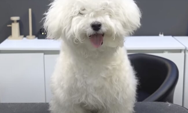 Hund. Quelle: Screenshot YouTube