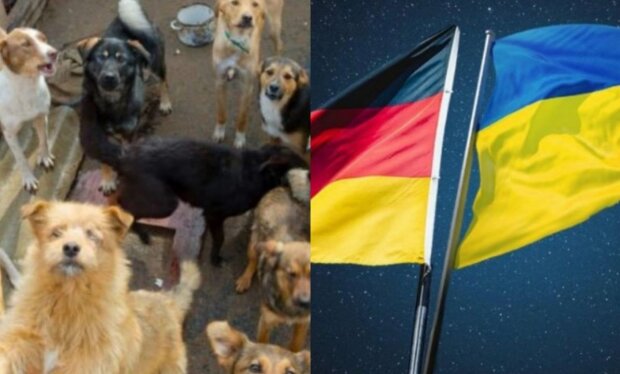 Ukrainische Tiere kommen in deutsche Tierheime. Quelle: Screenshot