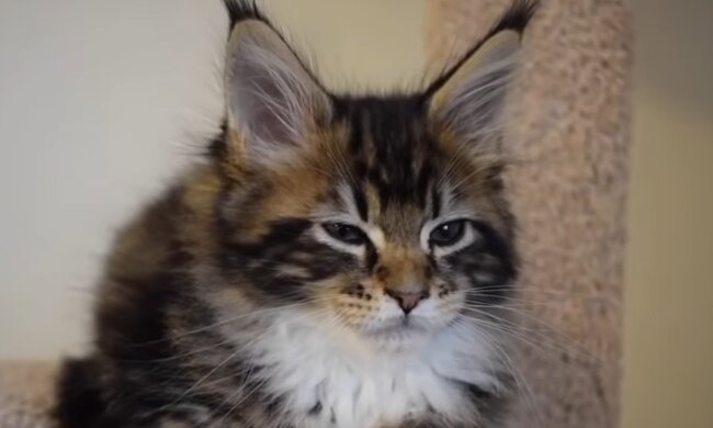 Petal. Quelle: YouTube Screenshot