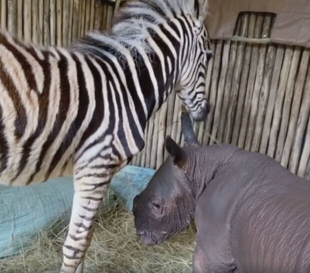 Nashorn und Zebra. Quelle: Screenshot YouTubee