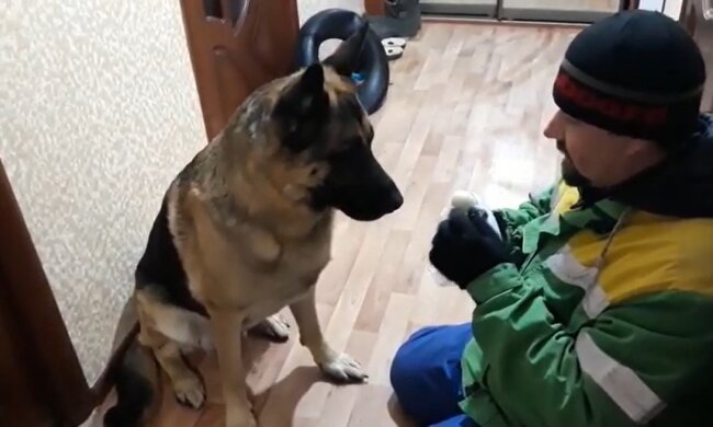 Unglaublich treuer Hund rettet seinem Besitzer das Leben. Quelle: Youtube Screenshot