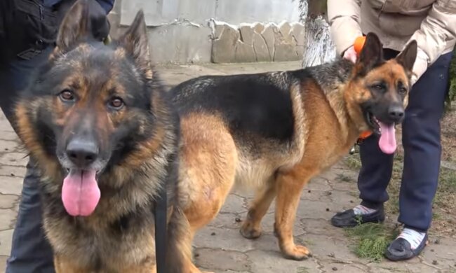 Großes Glück für die Tiere. Quelle: Screenshot YouTube