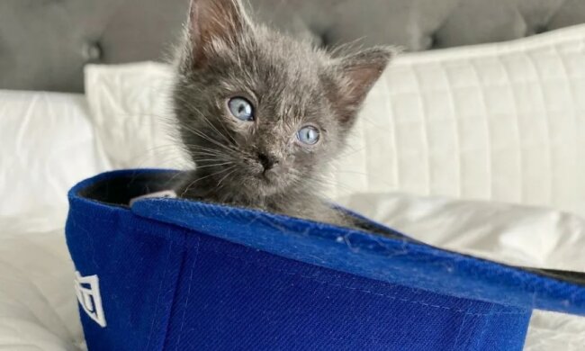 Warum sich das winziges Kätzchen Paulie weigerte, seine Retterin zu verlassen