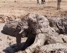 Elefanten steckten in einer Schlammpfütze fest. Quelle: Screenshot Youtube