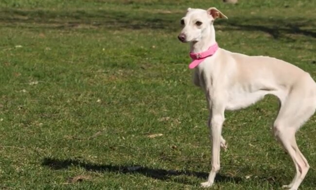 Greyhound. Quelle: Youtube Screenshot