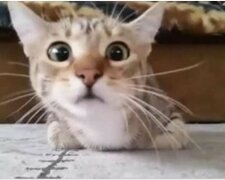 Die Katze, die den Gruselfilm sah, wurde ein Internetstar