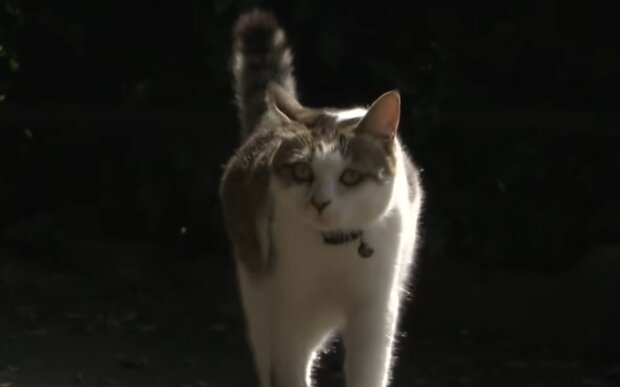 Katze. Quelle: YouTube Screenshot