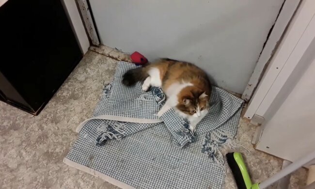 Katze. Quelle: Youtube Screenshot