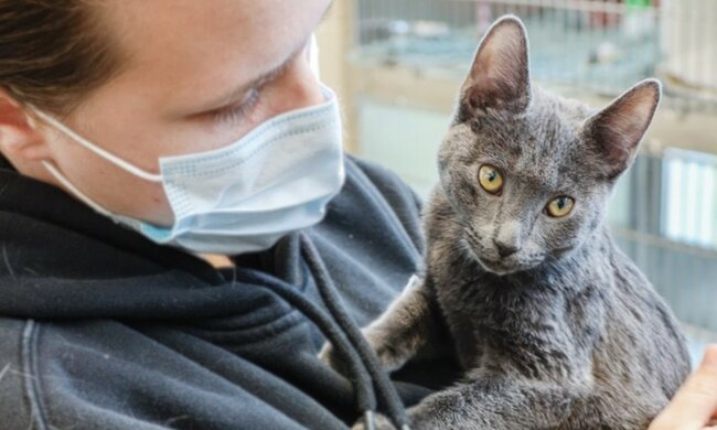 Ein gerettetes Kätzchen. Quelle: facebook