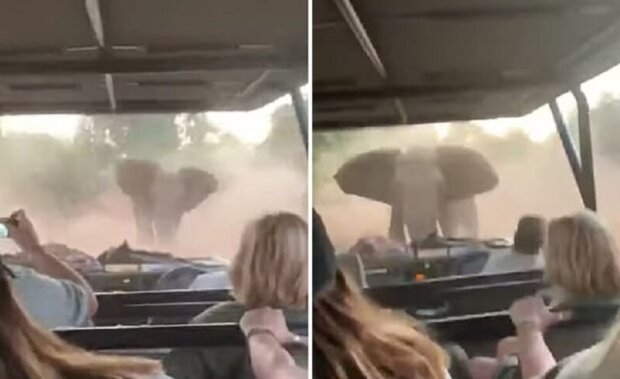Frauen fuhren im Auto, als ein wütender Elefant auf die Straße kam