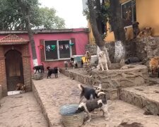 Ein Ort, an dem Hunde bequem leben. Quelle: Screenshot YouTube