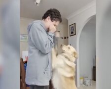 Diensthund hilft Frauchen. Quelle: Screenshot YouTube