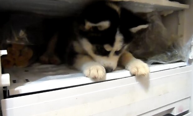 Hund im Kühlschrank. Quelle: Screenshot YouTube