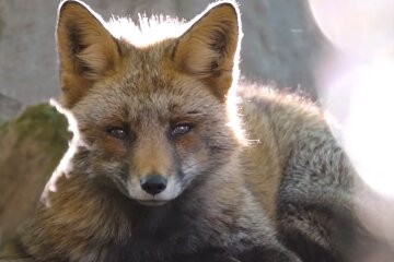 Foxy. Quelle: YouTube Screenshot