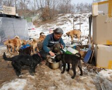 Fürsorge für Tiere: Eine 61-jährige Frau hat 200 Hunde in ihrem Hof und kommt gut mit ihnen aus