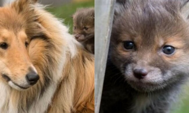 Babyfuchs mit  Hündin. Quelle: Screenshot