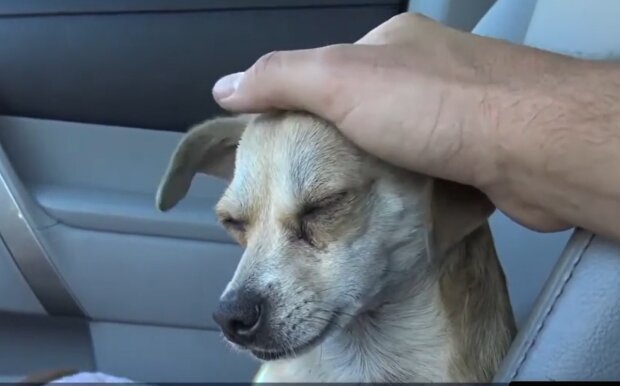 Die Aufmerksamkeit der Passanten für einen Hund rettete sein Leben. Quelle: Screenshot YouTube