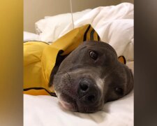 "Meine Freundin oder mein Pitbull"? Quelle: Youtube Screenshot