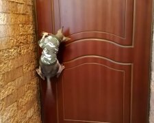 Katze macht Tür auf. Quelle: Youtube Screenshot