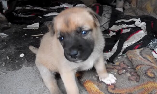 Ein streunender Welpe. Quelle: Youtube Screenshot