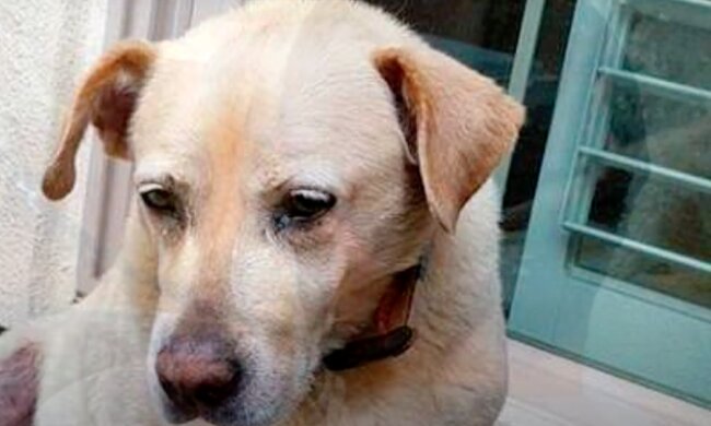 Der Hund. Foto: Youtube Screenshot