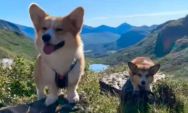 Zwei Corgis. Quelle: Youtube Screenshot