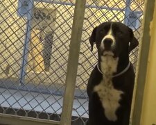 Verwirrter Tierheimhund hat kapiert, dass er endlich adoptiert wurde