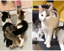Katzenmütter und ihre Kätzchen. Quelle: Screenshot Youtube