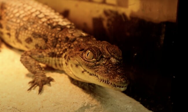 Krokodilbaby. Quelle: Screenshot YouTube