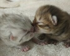 "Nicht allein gelassen": Ein Kätzchen und eine Katze, die ihrem Schicksal überlassen wurden, haben zufällig einen Retter getroffen