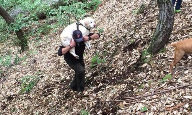 Der Mann fand einen blinden alten Labrador im Bach und gab dem Tierheim die Belohnung für ihn