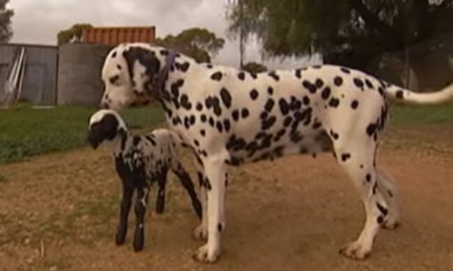 Gegenseitiges Verständnis. Quelle: Screenshot YouTube