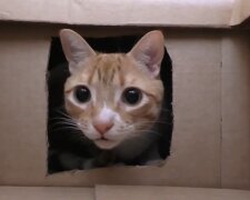 Kater in der Kiste. Quelle: Youtube Screenshot