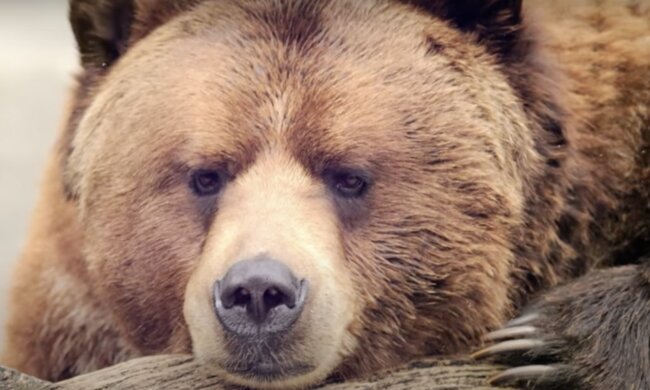 Bär  Quelle: Screenshot YouTubr
