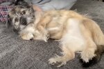 Hund. Quelle: Screenshot YouTube